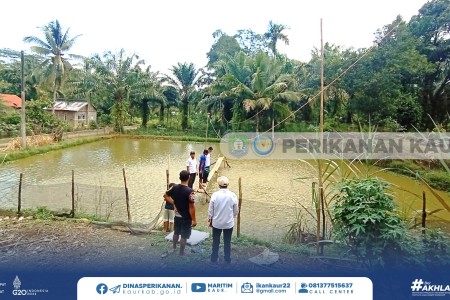 Kampung Perikanan Budidaya di Kabupaten Kaur, Desa Tirto Mulyo-Padang Guci Sangat Berpotensi!